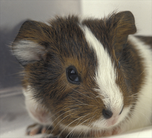 PORCUSOR DE GUINEEA